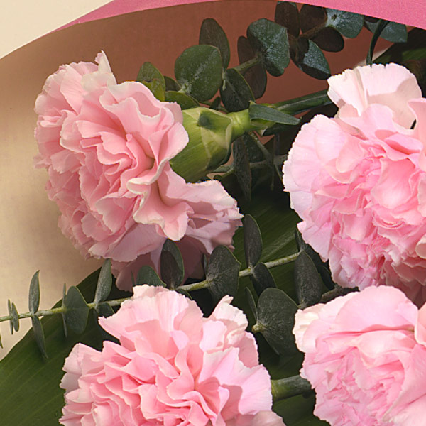 Pink Carnations