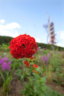 2012 Olympic flowers
