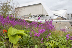 2012 Olympic flowers