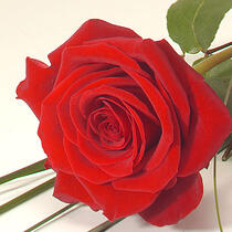 Red Rose for St. George's Day