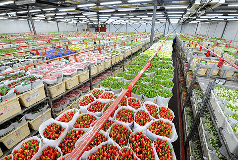 Aalsmeer Flower Auction