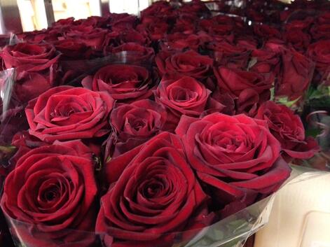 Aalsmeer Flower Auction