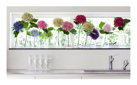 hortensia10