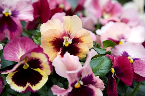 violette