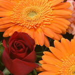 Warm roses and gerberas