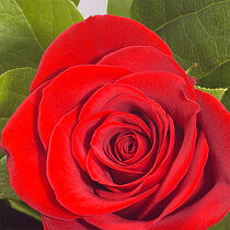 Red Rose for St Georges Day