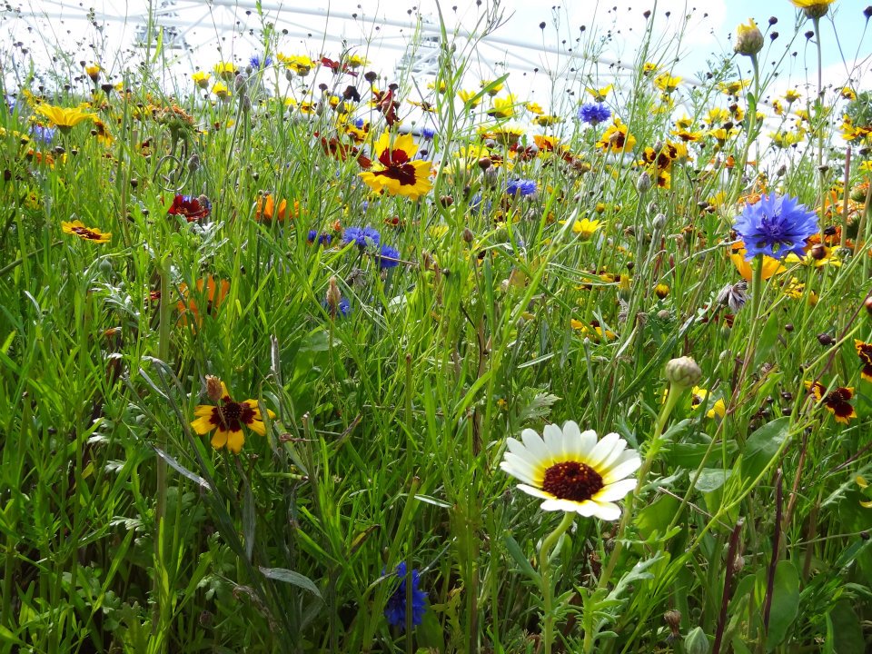Olympic Park Wildflower Planting
