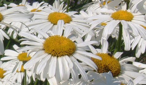 Michaelmas daisy