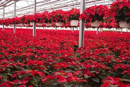 poinsettia