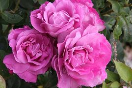 pinkroses