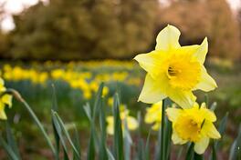 daffs (1)