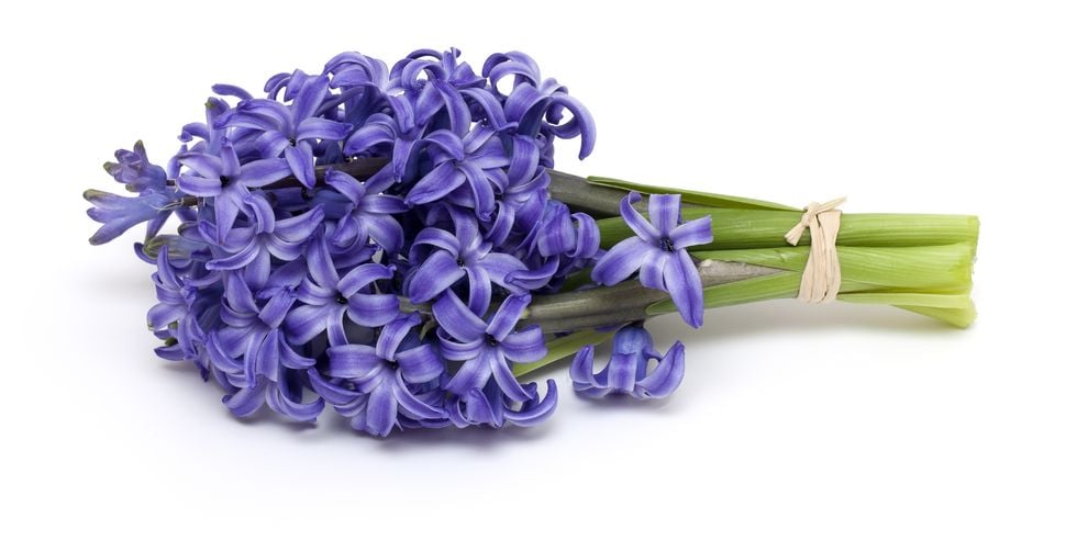 hyacinth