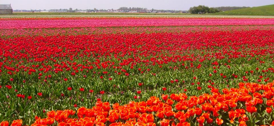 flower fields 7