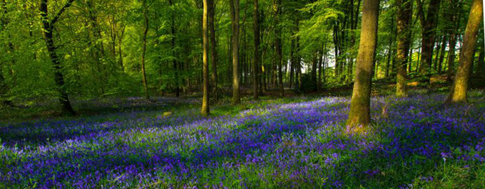 bluebell wood