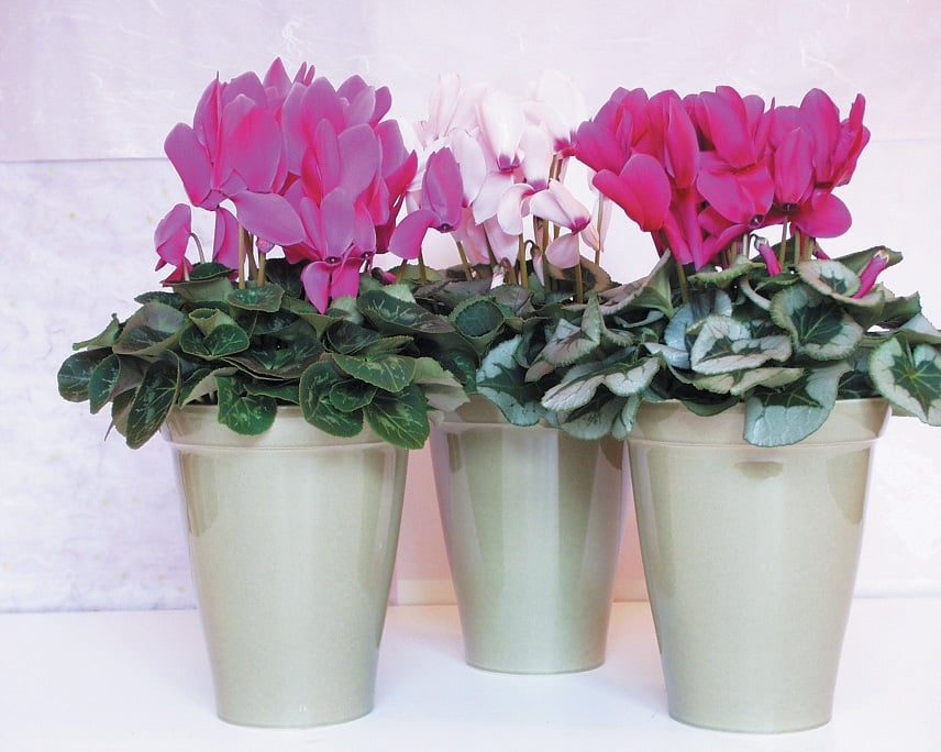 cyclamen2