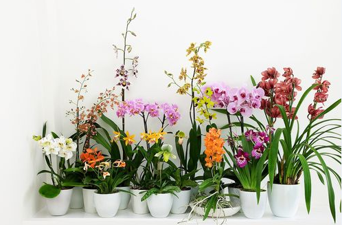 Orchid Care Tips - Bring Out The Most In Your Orchids