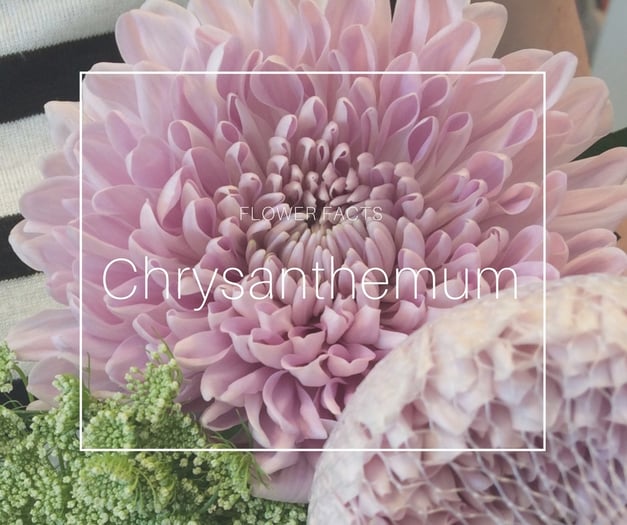 Flower Facts_Chrysanth3.jpg