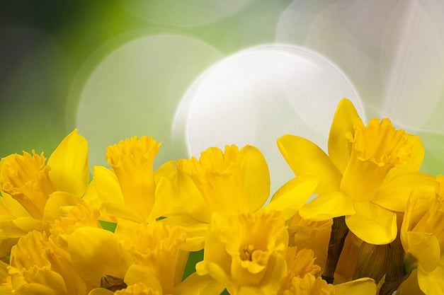 daffodil-1161057_640.jpg
