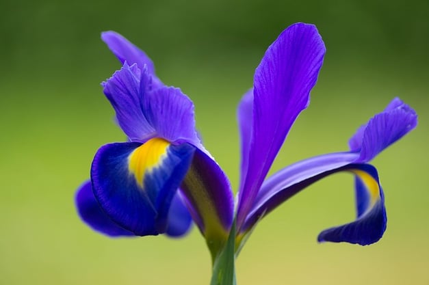 iris-928945_640.jpg