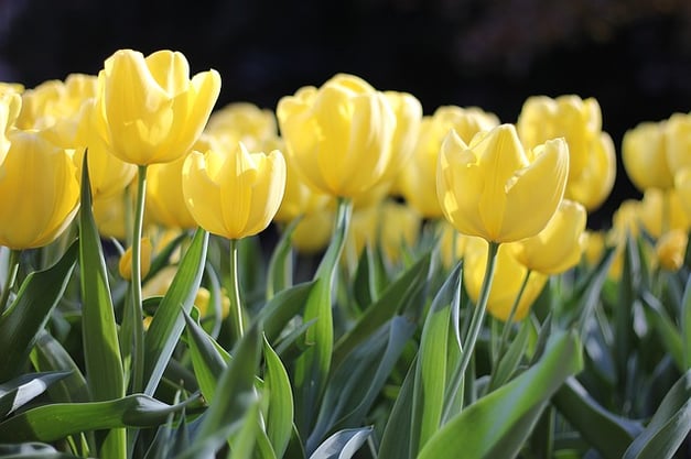 tulips-1083572_640.jpg