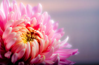 chrysanthemum-202483_960_720.jpg