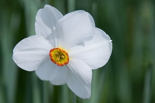 daffodil-527400_960_720_1.jpg