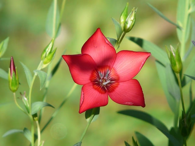 flower-59759_960_720.jpg