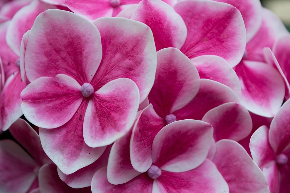 Poisonous Flowers & Plants 11 Flowers You Want To Look Out For