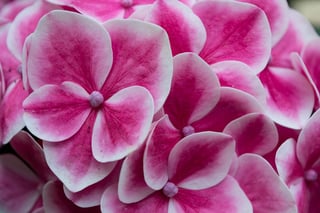 hydrangea-1311836_960_720.jpg