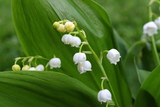 lily-of-the-valley-1415425_960_720.jpg