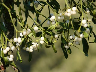 mistletoe-berries-16395_960_720.jpg