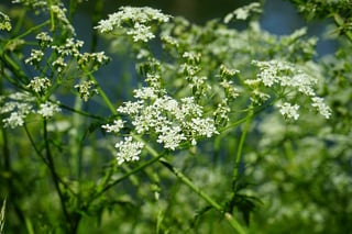 pointed-chervil-474765_960_720.jpg