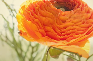 ranunculus-1230897_960_720.jpg