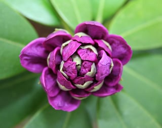 rhododendron-36171_960_720.jpg