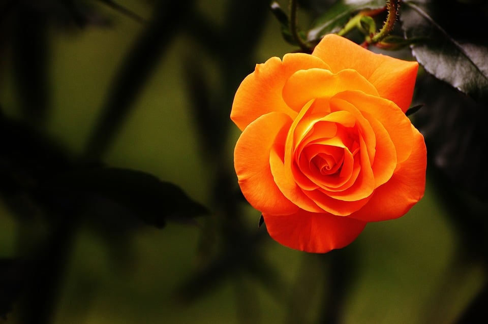 Rose Care - Tips And Tricks To Make Your Roses Last Longer