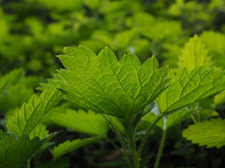 small-nettle-766130_960_720.jpg